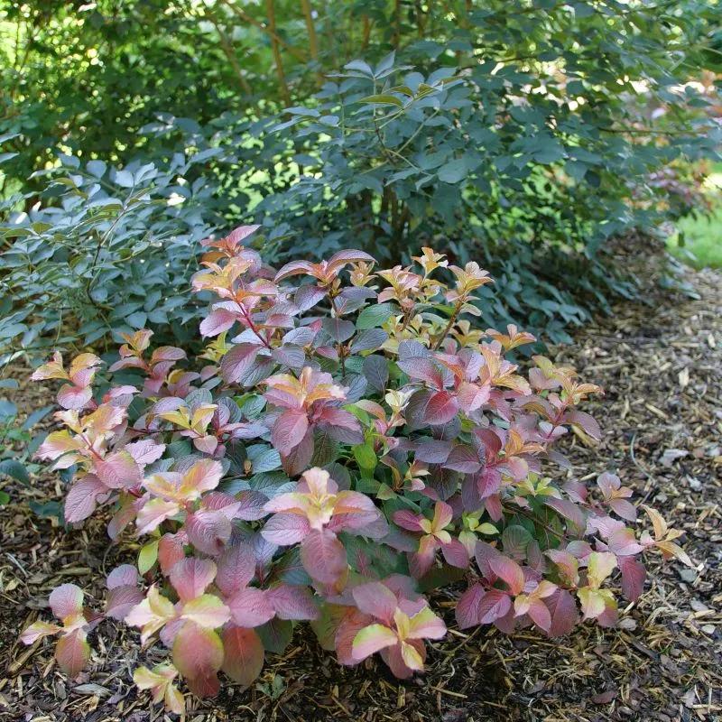 Weigela Florida 'midnight Sun' - View 38 from www redcrocus com