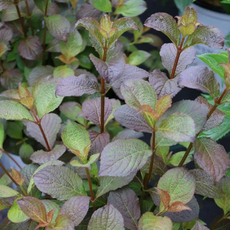 Weigela Florida 'midnight Sun' - View 39 from www redcrocus com
