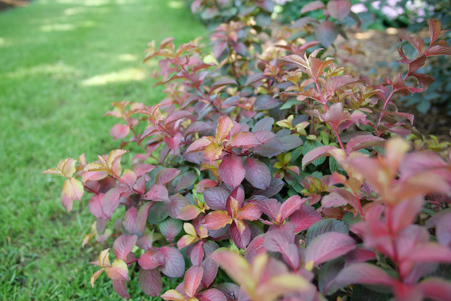 Weigela Florida 'midnight Sun' - View 3 from www redcrocus com