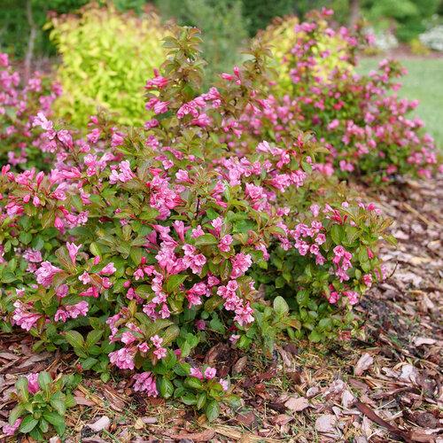 Weigela Florida 'midnight Sun' - View 5 from www redcrocus com
