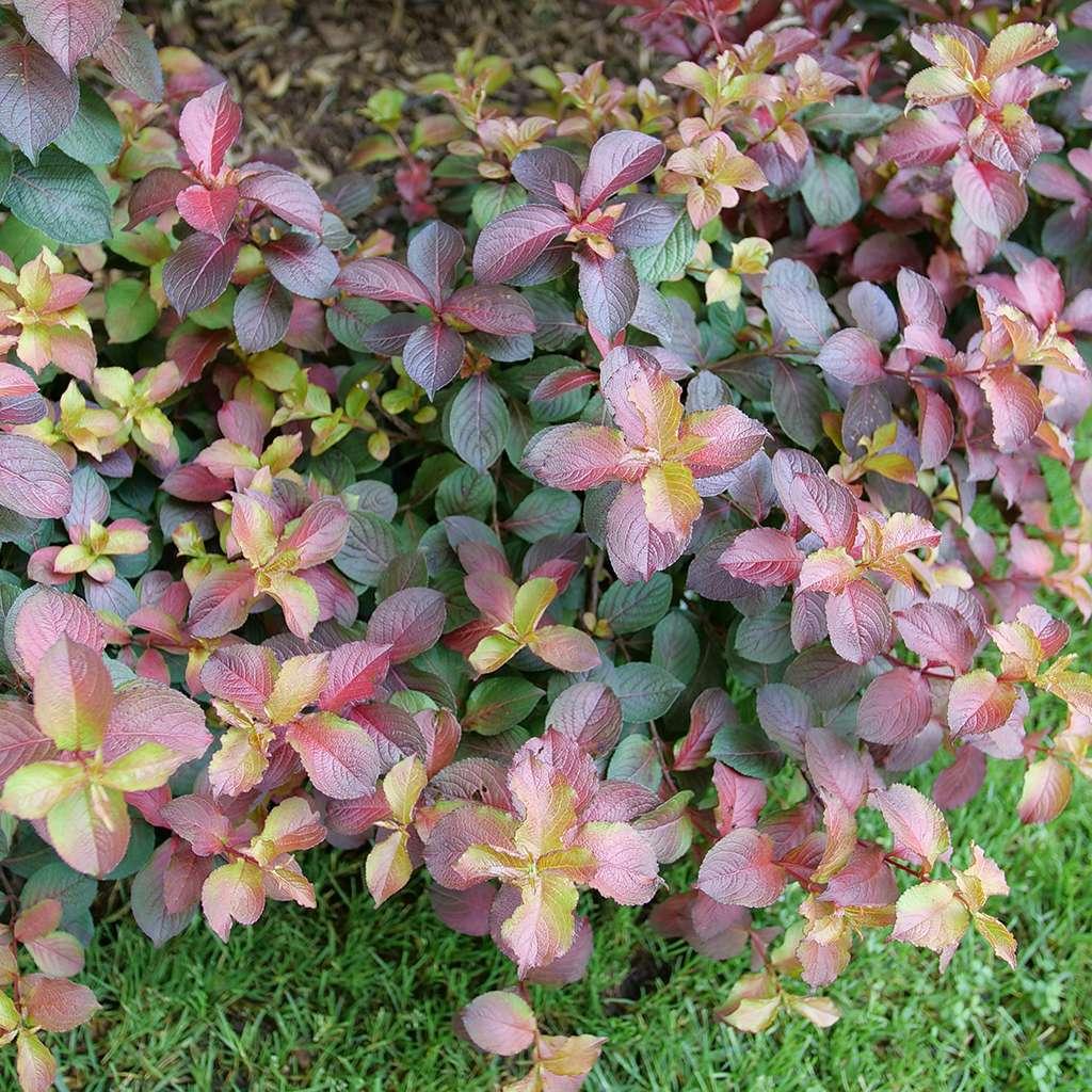 Weigela Florida 'midnight Sun' - View 6 from www redcrocus com