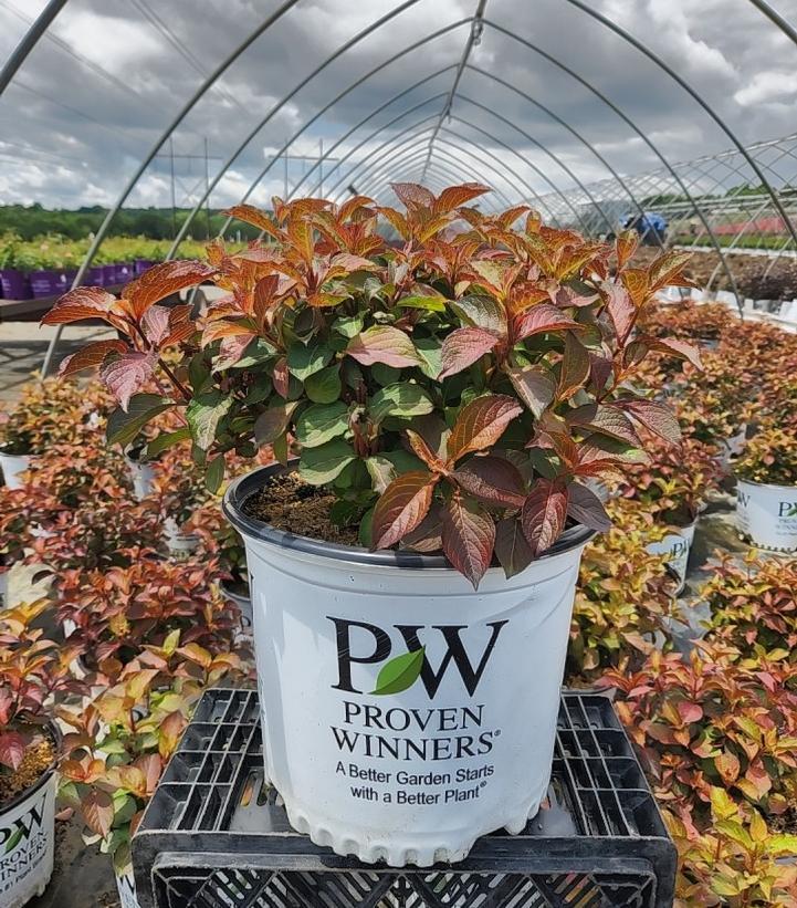 Weigela Florida 'midnight Sun' - View 8 from www redcrocus com