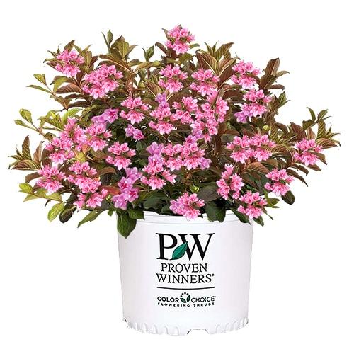 Weigela Florida 'midnight Sun' - View 9 from www redcrocus com