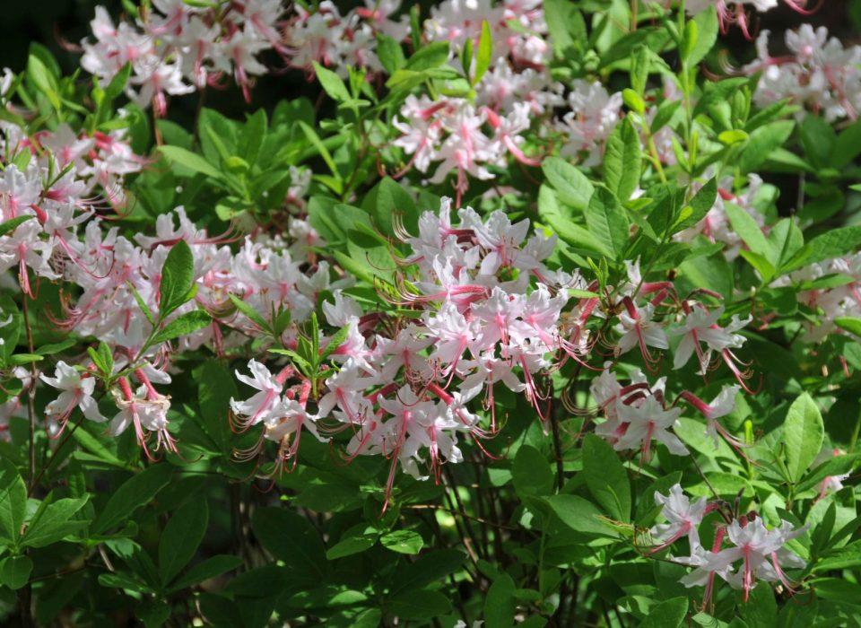 Azalea Viscosum 'pink Mist' - View 11 from www redcrocus com