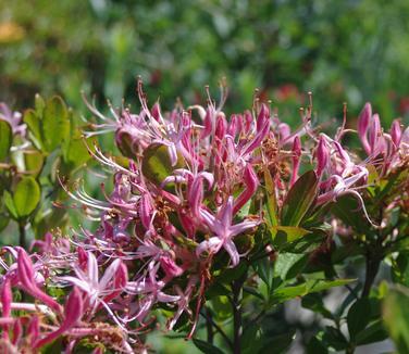 Azalea Viscosum 'pink Mist' - View 12 from www redcrocus com