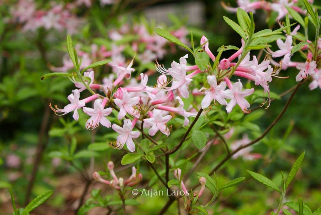 Azalea Viscosum 'pink Mist' - View 14 from www redcrocus com