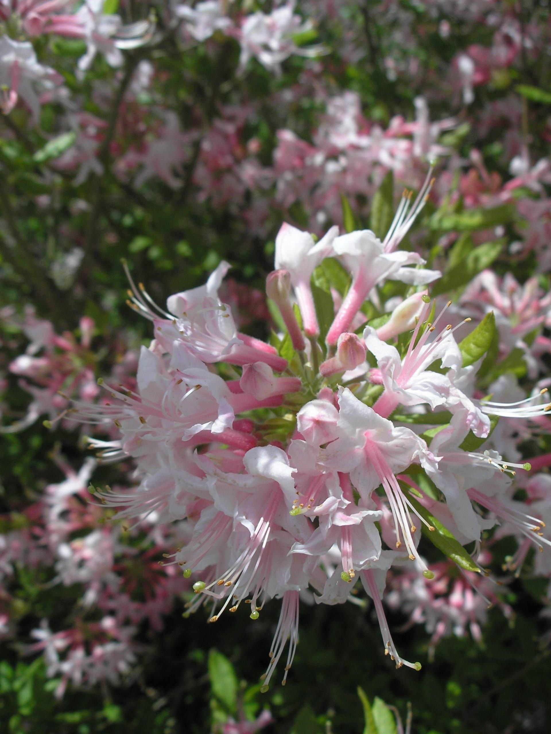 Azalea Viscosum 'pink Mist' - View 19 from www redcrocus com