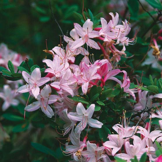 Azalea Viscosum 'pink Mist' - View 1 from www redcrocus com