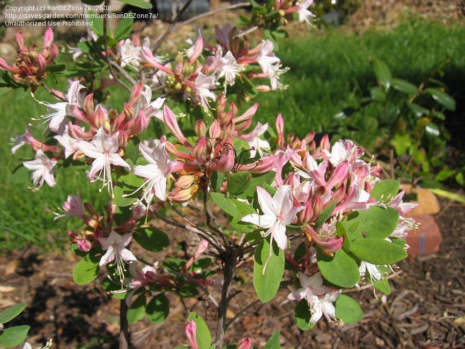 Azalea Viscosum 'pink Mist' - View 22 from www redcrocus com