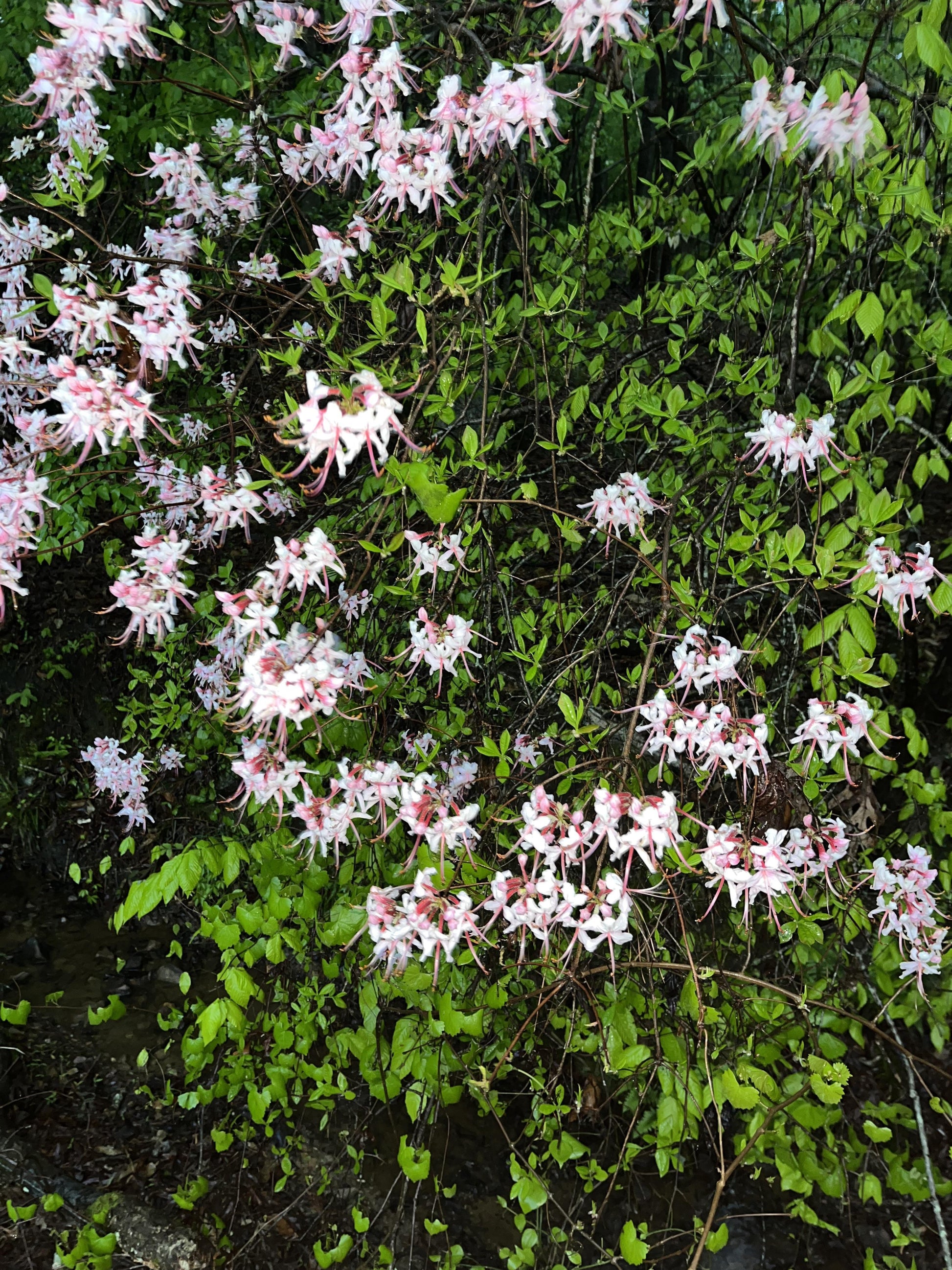 Azalea Viscosum 'pink Mist' - View 26 from www redcrocus com
