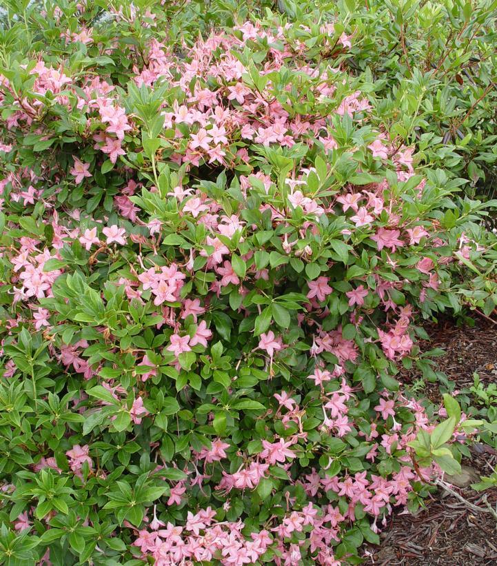Azalea Viscosum 'pink Mist' - View 2 from www redcrocus com