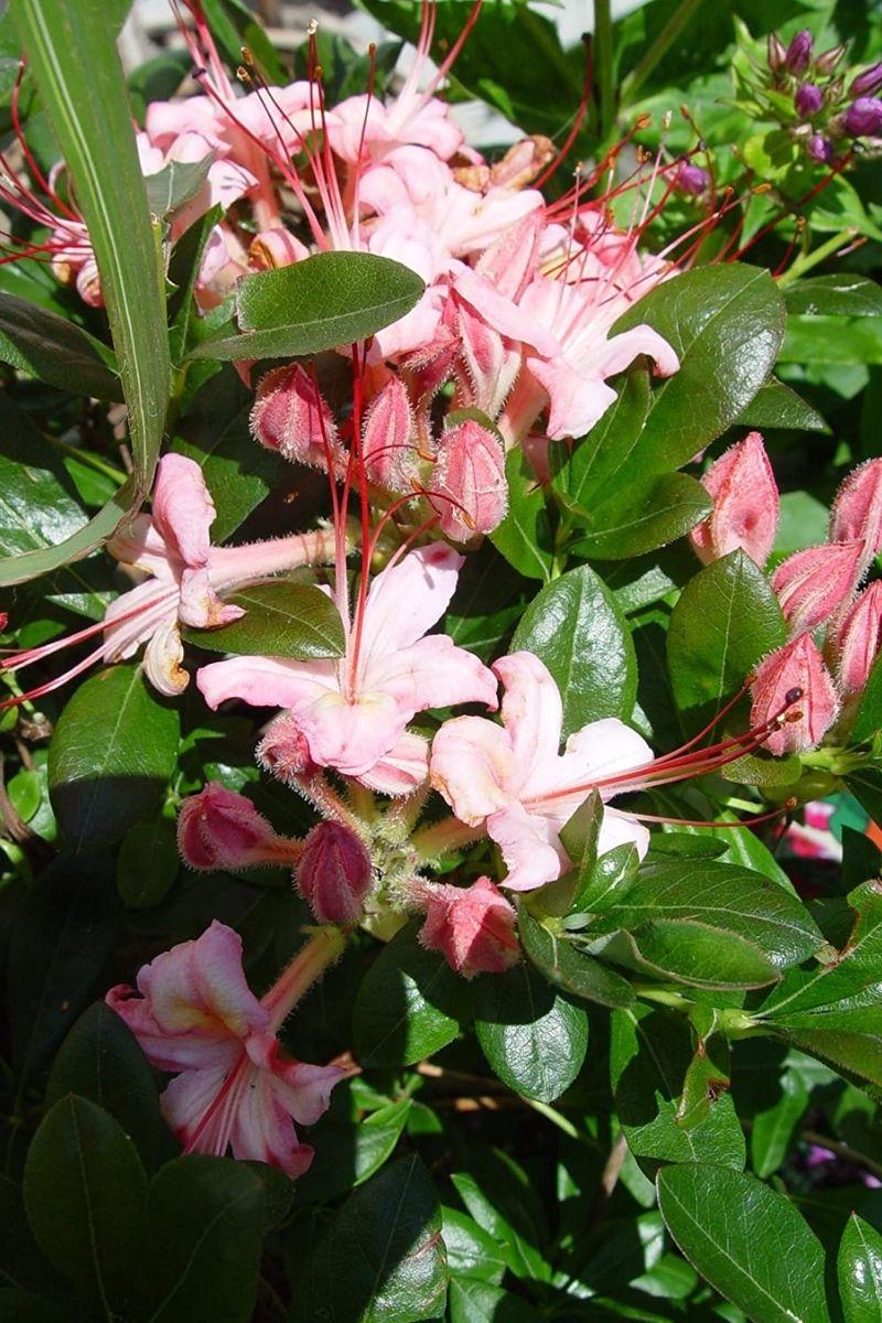 Azalea Viscosum 'pink Mist' - View 3 from www redcrocus com