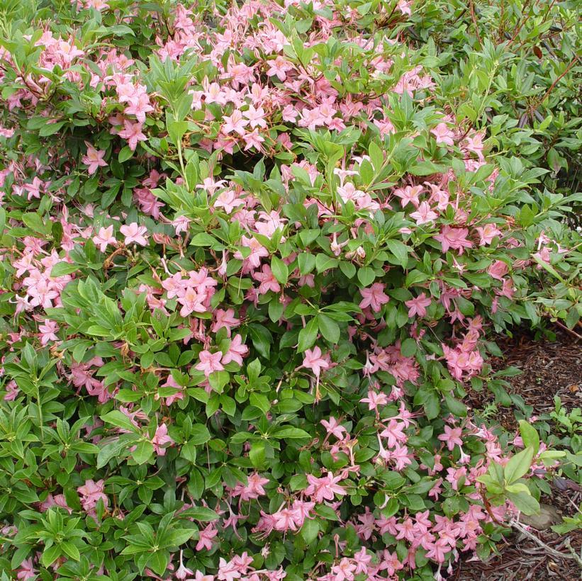 Azalea Viscosum 'pink Mist' - View 4 from www redcrocus com
