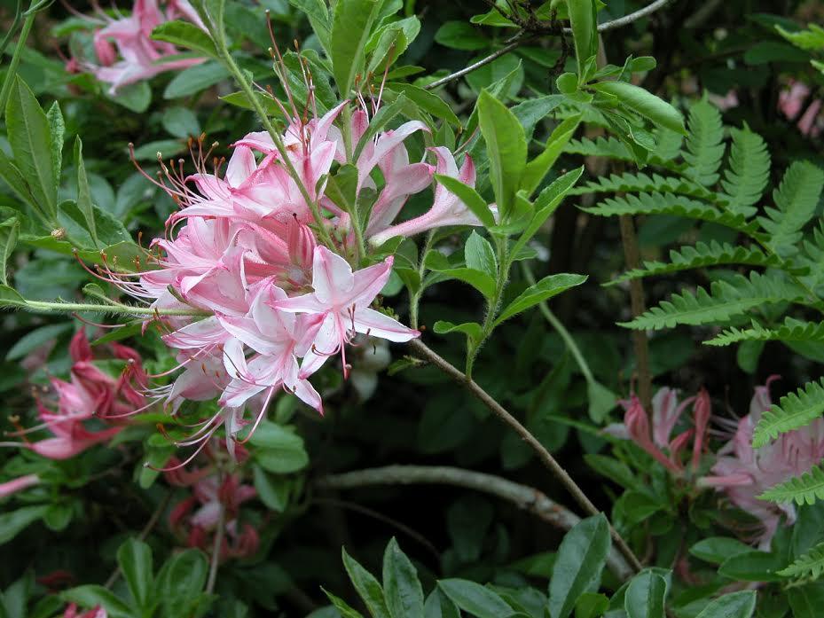 Azalea Viscosum 'pink Mist' - View 5 from www redcrocus com