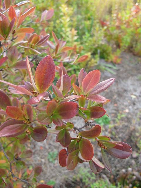 Azalea Viscosum 'pink Mist' - View 6 from www redcrocus com