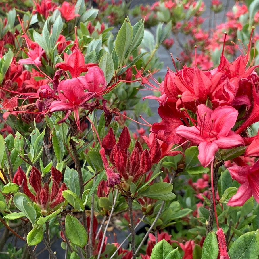 Azalea Viscosum 'pink Mist' - View 8 from www redcrocus com