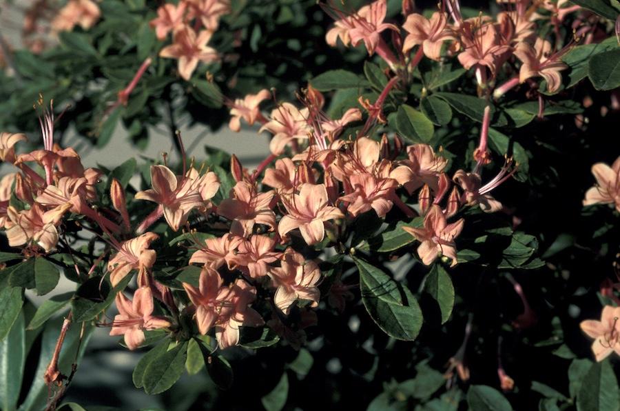 Azalea Viscosum 'pink Mist' - View 9 from www redcrocus com