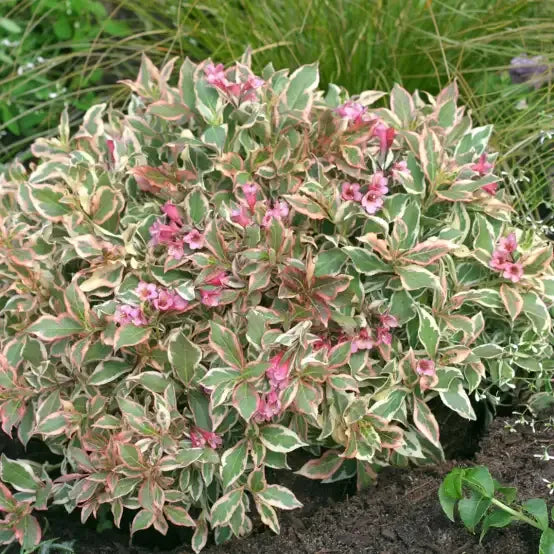 Weigela Florida 'my Monet Purple Effect' - View 15 from www redcrocus com