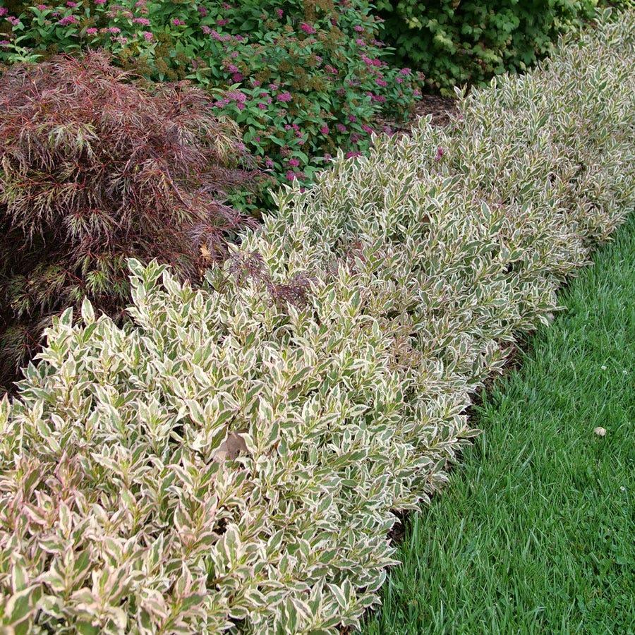 Weigela Florida 'my Monet Purple Effect' - View 17 from www redcrocus com