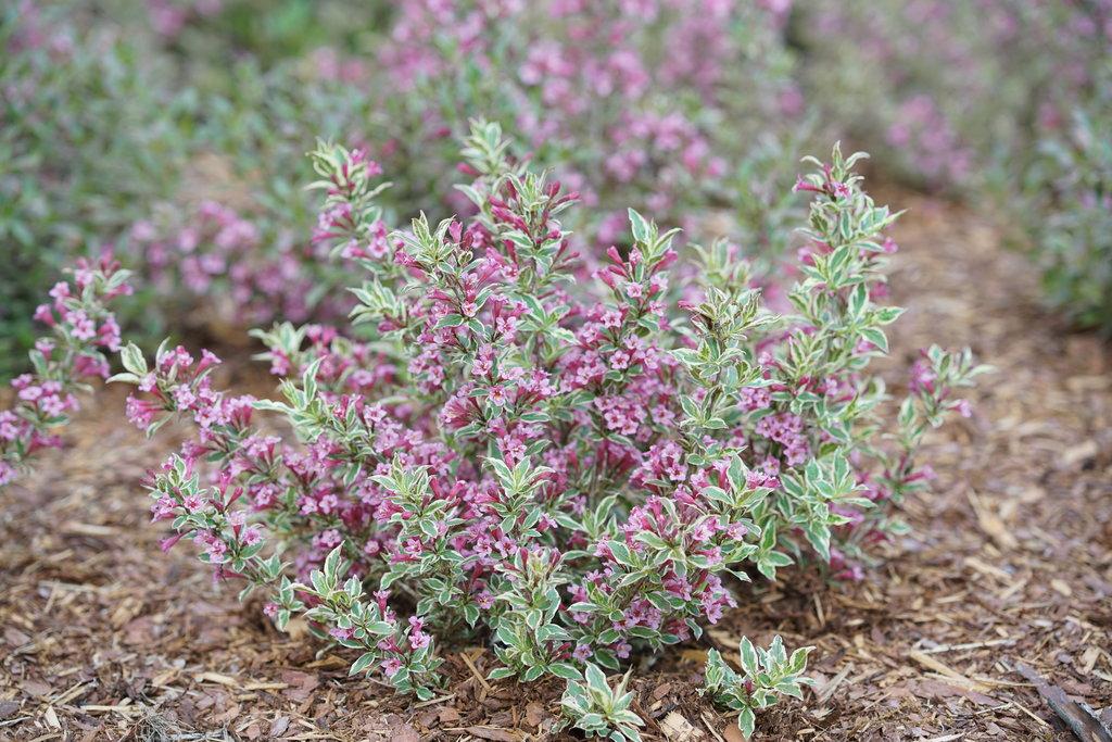 Weigela Florida 'my Monet Purple Effect' - View 20 from www redcrocus com