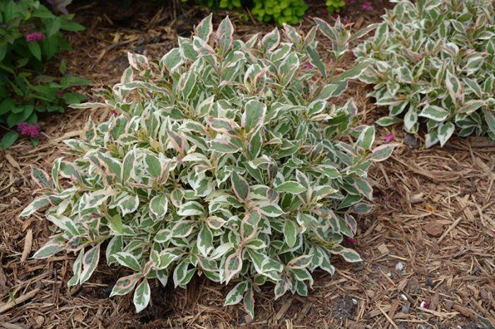 Weigela Florida 'my Monet Purple Effect' - View 21 from www redcrocus com