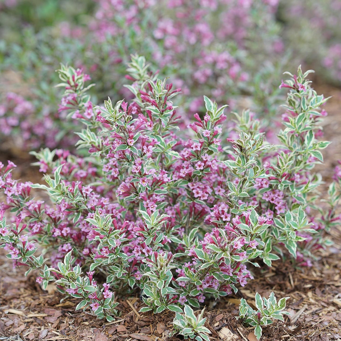 Weigela Florida 'my Monet Purple Effect' - View 22 from www redcrocus com