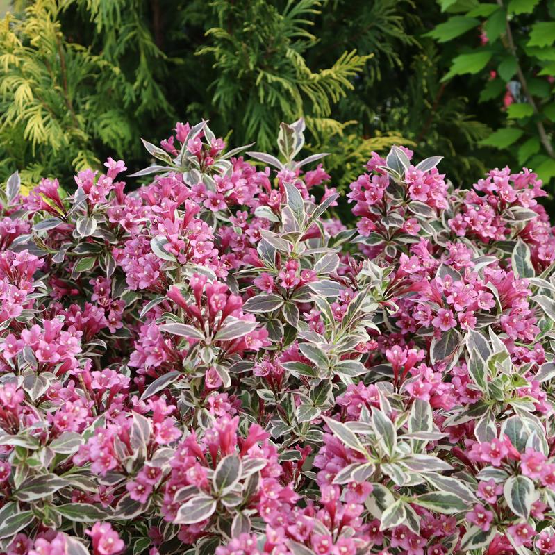 Weigela Florida 'my Monet Purple Effect' - View 24 from www redcrocus com