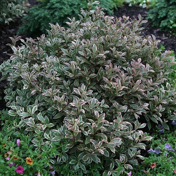 Weigela Florida 'my Monet Purple Effect' - View 27 from www redcrocus com