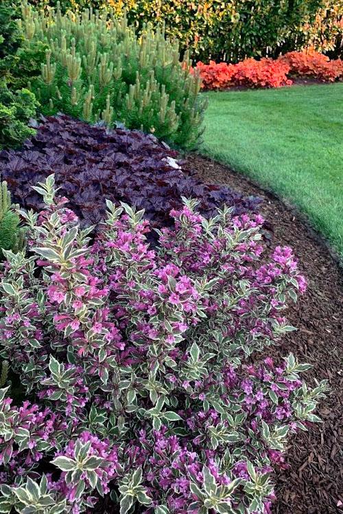 Weigela Florida 'my Monet Purple Effect' - View 28 from www redcrocus com