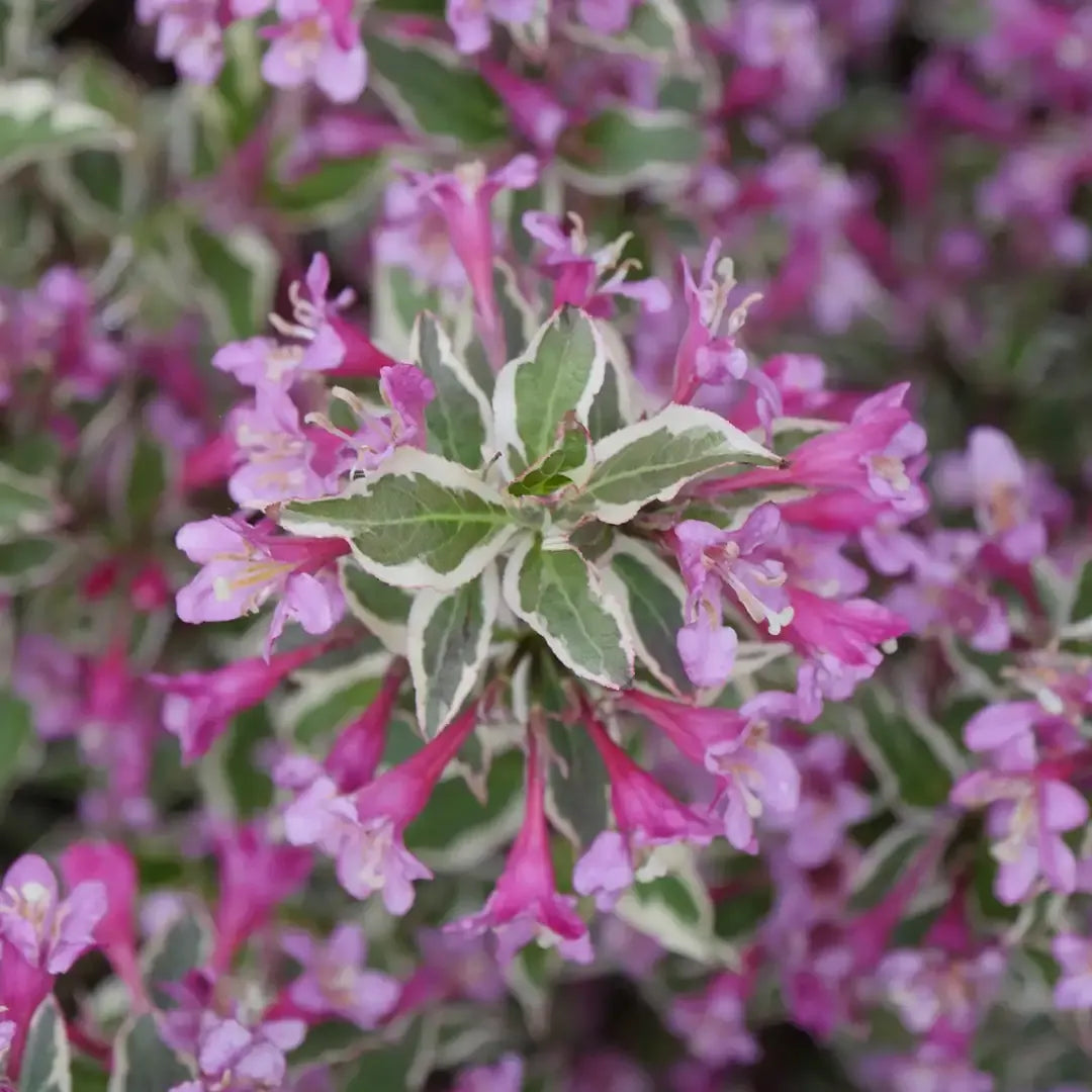Weigela Florida 'my Monet Purple Effect' - View 29 from www redcrocus com