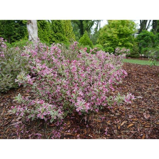 Weigela Florida 'my Monet Purple Effect' - View 31 from www redcrocus com