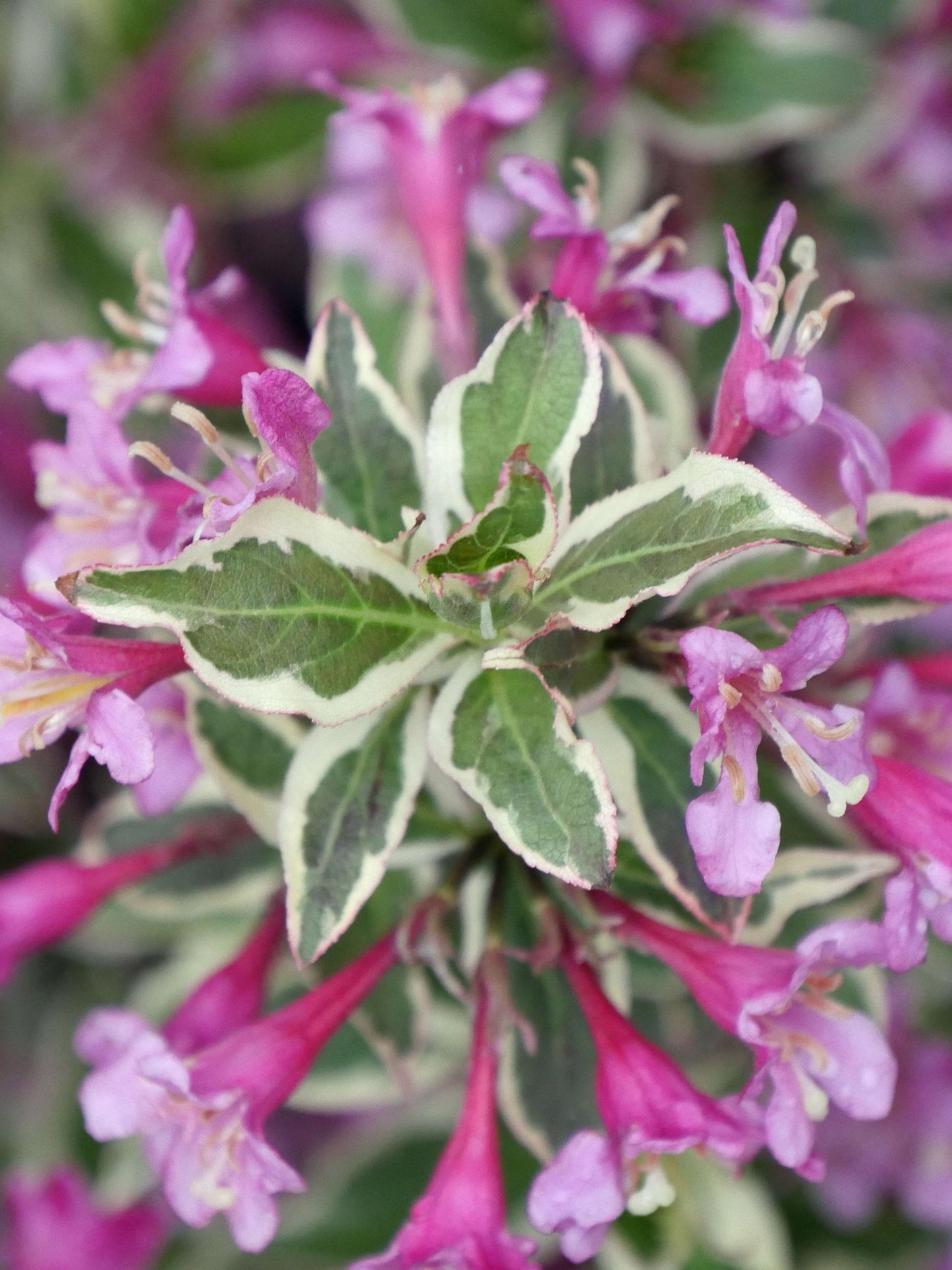 Weigela Florida 'my Monet Purple Effect' - View 35 from www redcrocus com