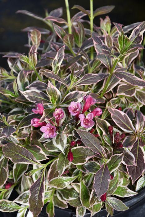 Weigela Florida 'my Monet Purple Effect' - View 36 from www redcrocus com