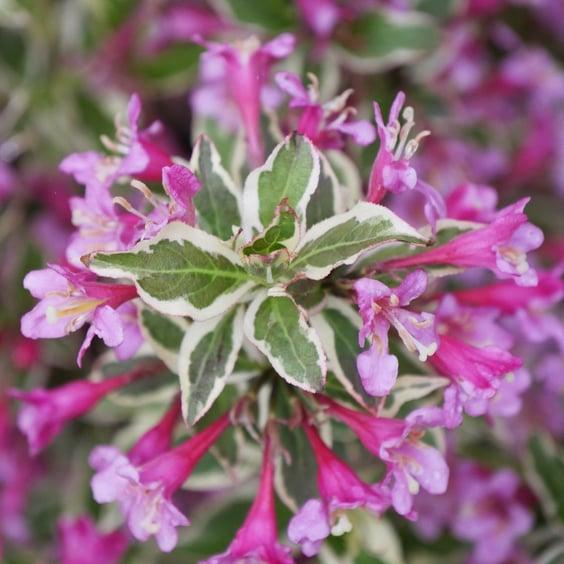 Weigela Florida 'my Monet Purple Effect' - View 39 from www redcrocus com