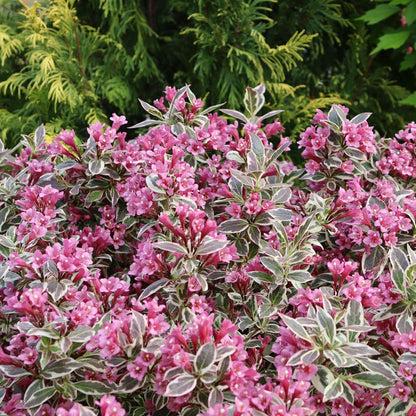 Weigela Florida 'my Monet Purple Effect' - View 3 from www redcrocus com