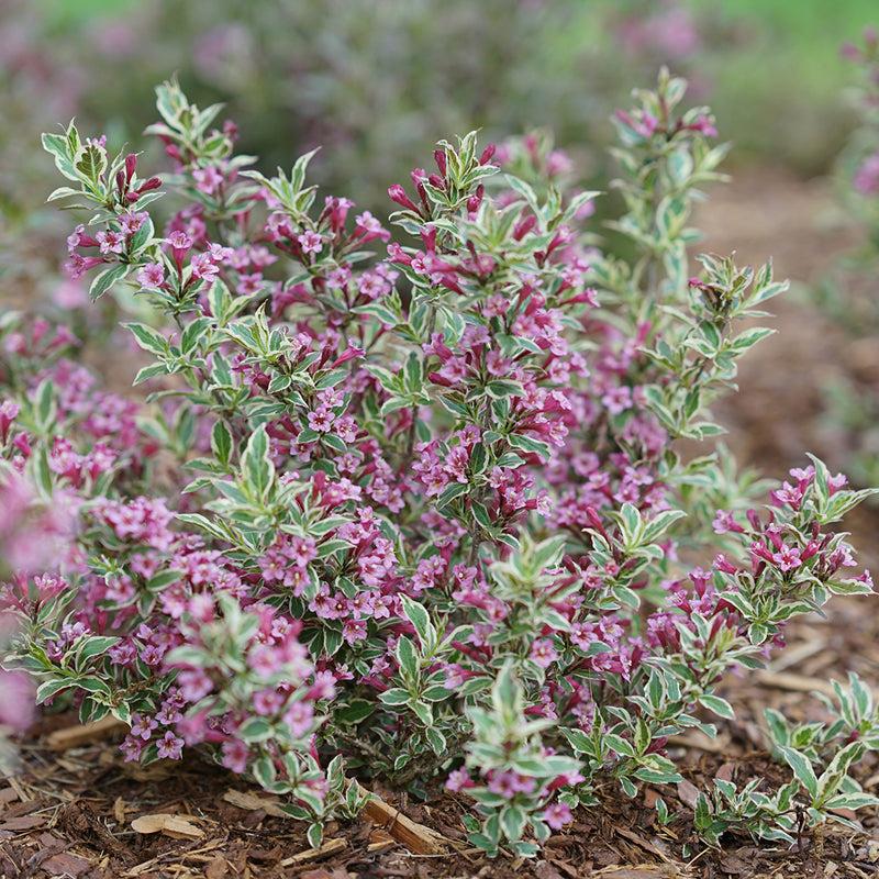 Weigela Florida 'my Monet Purple Effect' - View 40 from www redcrocus com
