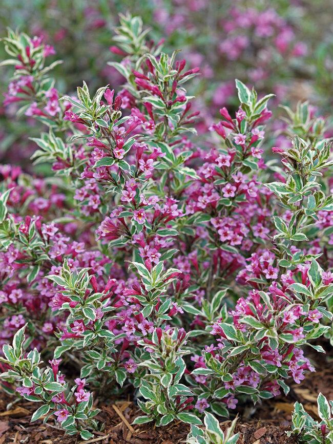 Weigela Florida 'my Monet Purple Effect' - View 4 from www redcrocus com
