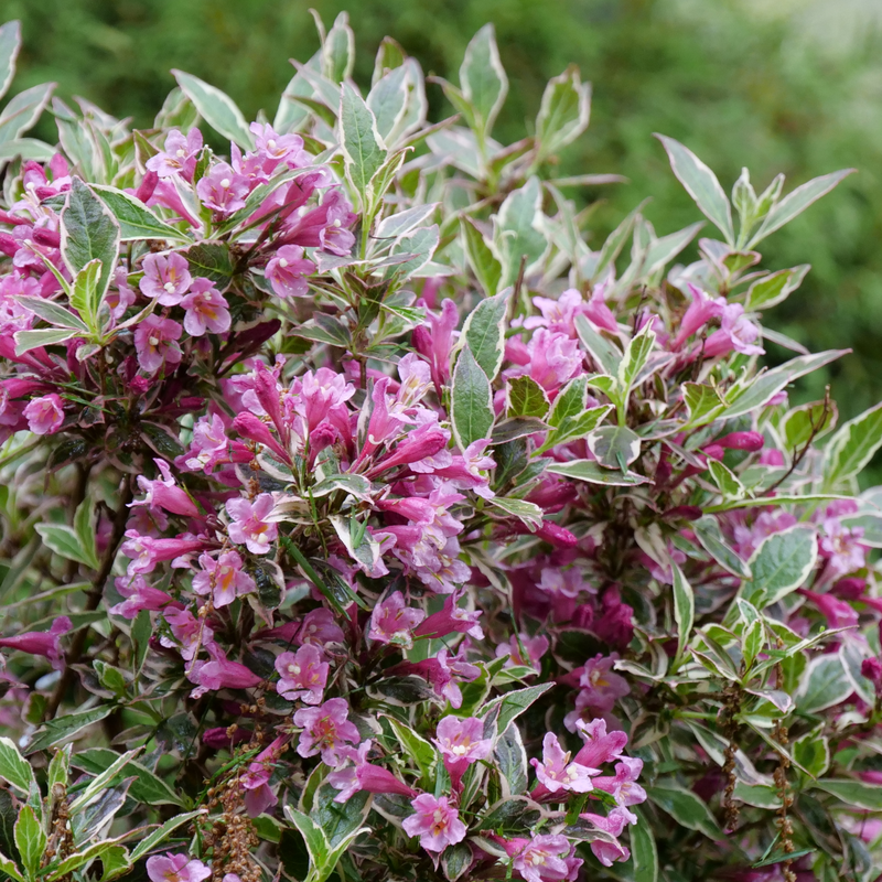 Weigela Florida 'my Monet Purple Effect' - View 6 from www redcrocus com