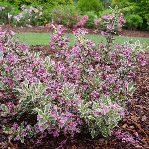 Weigela Florida 'my Monet Purple Effect' - View 9 from www redcrocus com