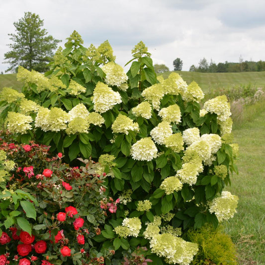Hydrangea Paniculata 'limelight Prime' - View 10 from www redcrocus com