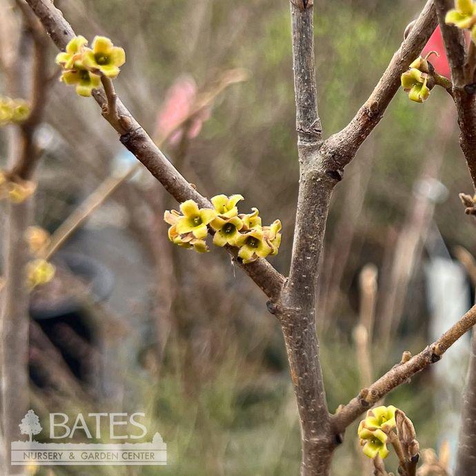 Hamamelis Virginiana 'sunglow' - View 11 from www redcrocus com