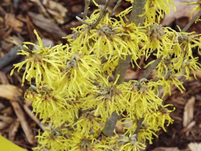 Hamamelis Virginiana 'sunglow' - View 12 from www redcrocus com
