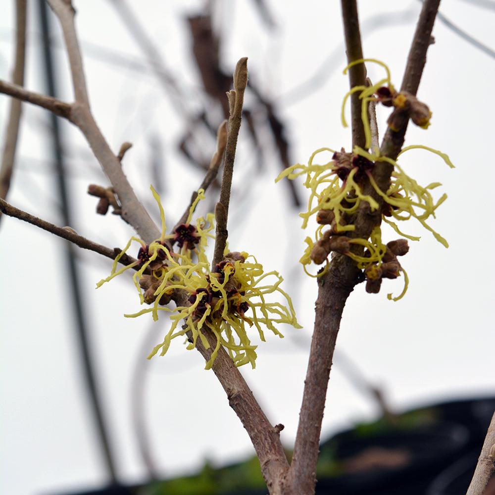 Hamamelis Virginiana 'sunglow' - View 16 from www redcrocus com