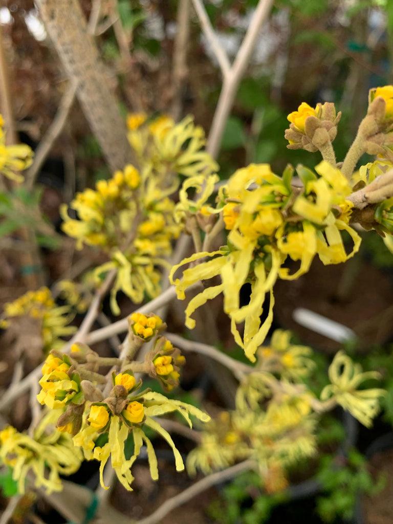 Hamamelis Virginiana 'sunglow' - View 20 from www redcrocus com