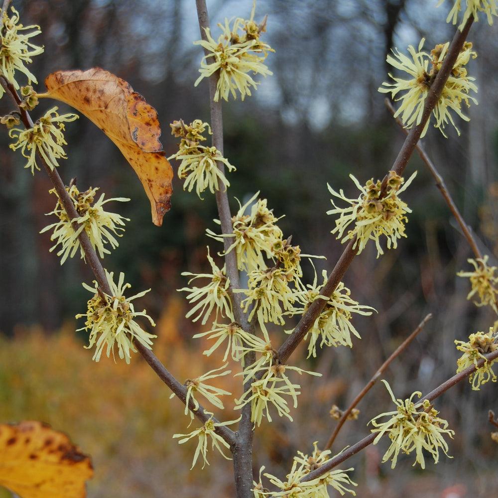 Hamamelis Virginiana 'sunglow' - View 24 from www redcrocus com