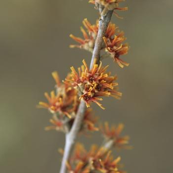 Hamamelis Virginiana 'sunglow' - View 2 from www redcrocus com