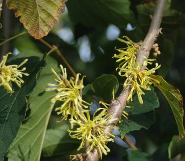 Hamamelis Virginiana 'sunglow' - View 4 from www redcrocus com