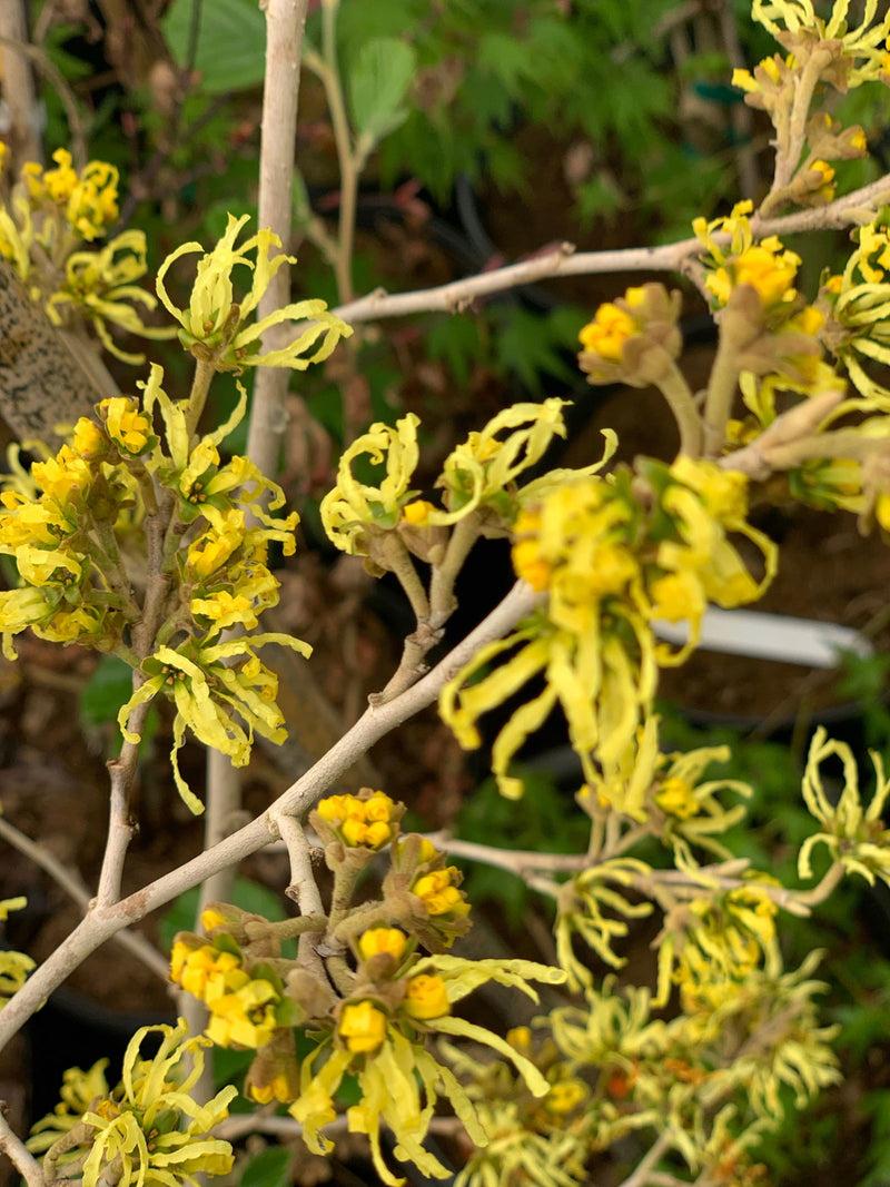 Hamamelis Virginiana 'sunglow' - View 7 from www redcrocus com