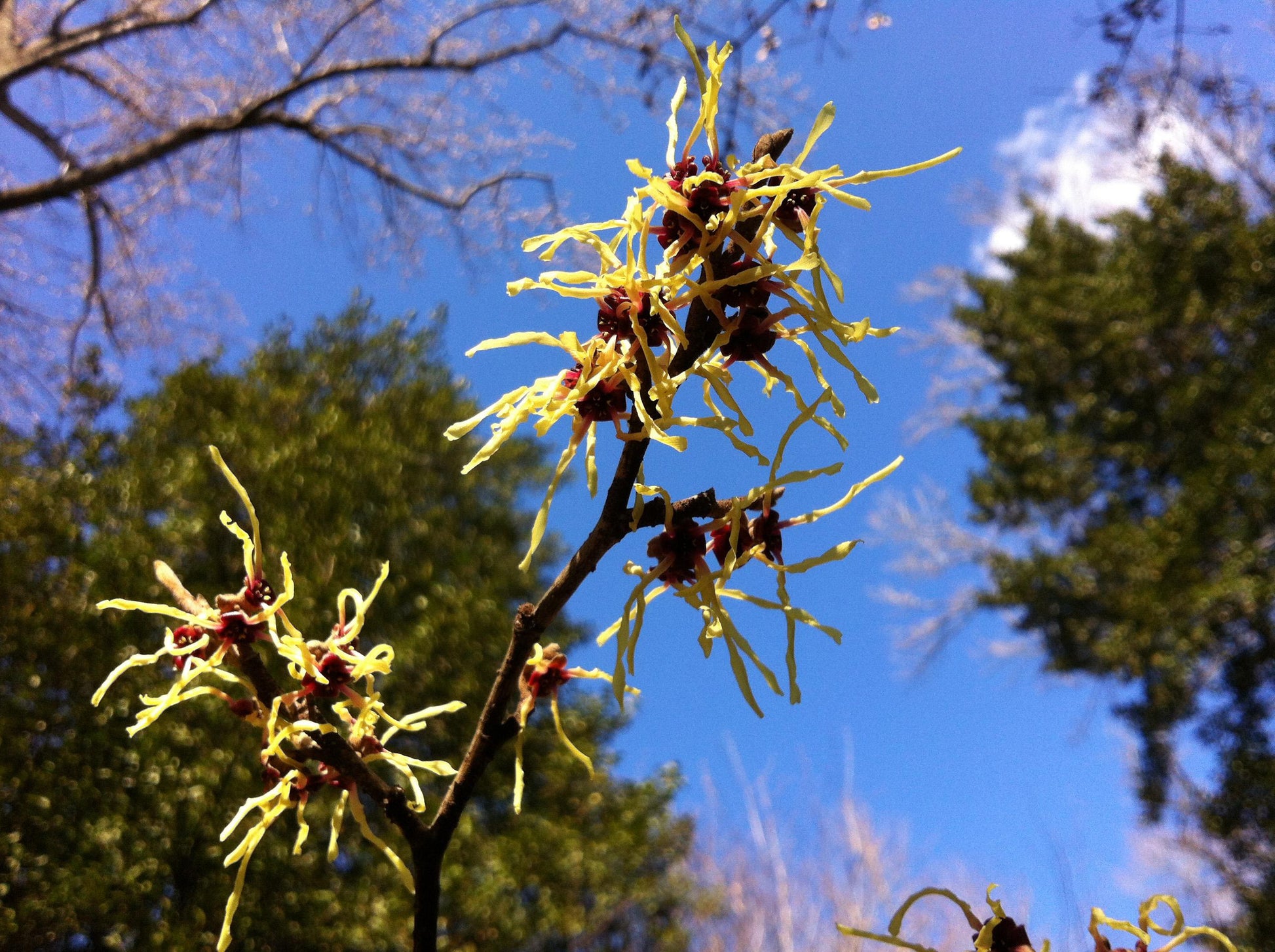 Hamamelis Virginiana 'sunglow' - View 8 from www redcrocus com