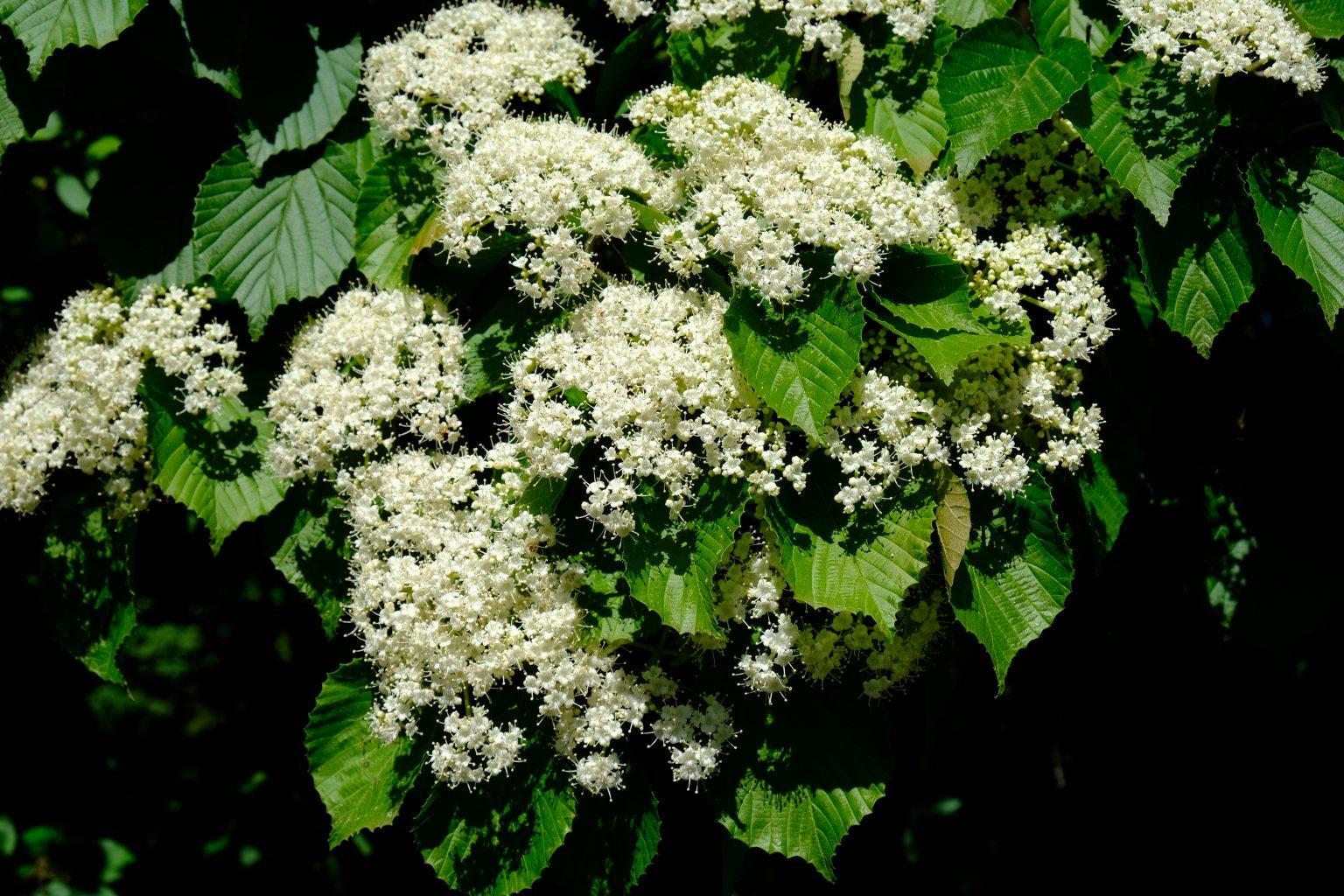 Viburnum Dilatatum 'asian Beauty' - View 11 from www redcrocus com